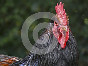 Portrait of a black and orange rooster with a red comb ,a cockscomb, in a chicken coop made of net.