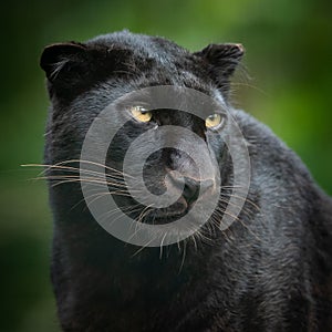 Portrait of black panther in the jungle