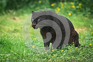 Portrait of black panther in the jungle