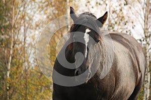 Portrait of black percheron in autumn