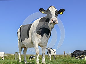 Portrait of a black pied cow, dark dots on her pink large nose, slimy saliva wisps, and a blue sky