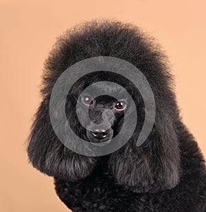 Portrait of black poodle