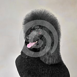 Portrait of black poodle