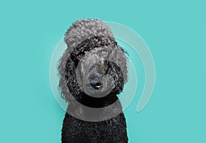 Portrait black poodle looking at camera with serious expression face. Isolated on blue background