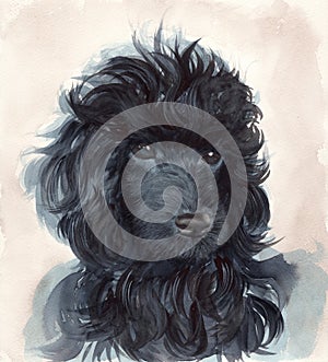 Portrait of the black poodle puppy