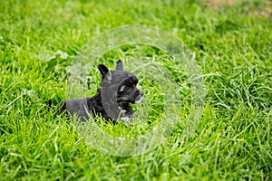 Portrait of black powder puff puppy breed chinese crested dog lying in the green grass on summer day.