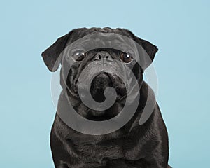 Portrait of a black pug looking at the camera on a blue background