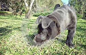 Portrait of a black puppy playing on the grass.,spot focus,image