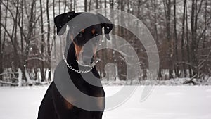 Portrait of black purebred dog sitting in winter forest and looking at camera in slow motion