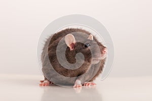 Portrait of a black rat closeup