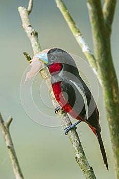 Portrait of Black-and-Red Broadbill