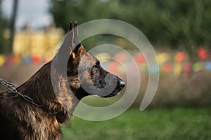 Portrait of a black-and-red German Shepherd in close-up. Beautiful charming adult dog, muzzle on green blurry background. Real