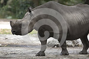 Portrait of black rhino