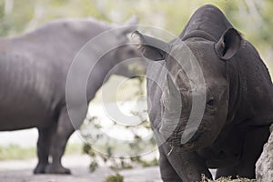 Portrait of black rhino