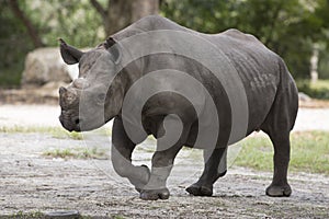 Portrait of black rhino