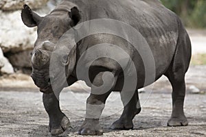 Portrait of black rhino