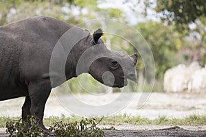 Portrait of black rhino