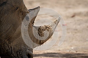 Portrait of a black rhino (Diceros bicornis)