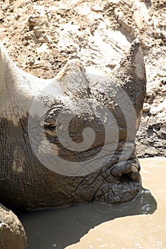 Portrait of black rhinoceros