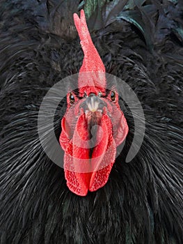 portrait black rooster australorp (Gallus gallus) on a black