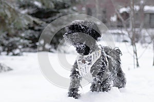 Portrait of black Russian colored lap dog phenotype on a background of coniferous forest with castle at wintertime