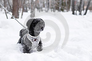 Portrait of black Russian colored lap dog phenotype on a background of coniferous forest at wintertime