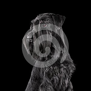 Portrait of black schnauzer dog