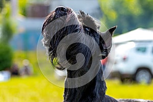 Portrait of a black shaggy dog breed giant Schnauzer riesenschnauzer. The dog looks up