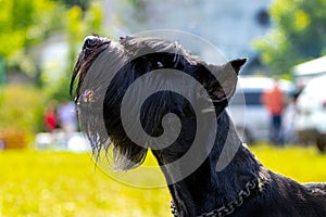 Portrait of a black shaggy dog breed giant Schnauzer riesenschnauzer. The dog looks up