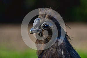 Portrait of a black Silkie bantam cock with nature background