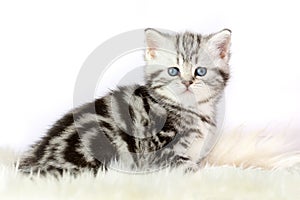 Portrait of black silver tabby blotched kitten