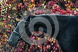 Portrait of a black sport horse in a beautiful autumn forest.