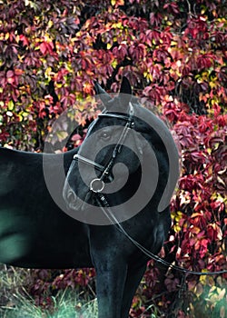 Portrait of a black sport horse in a beautiful autumn forest.