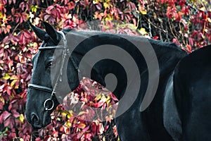 Portrait of a black sport horse in a beautiful autumn forest.