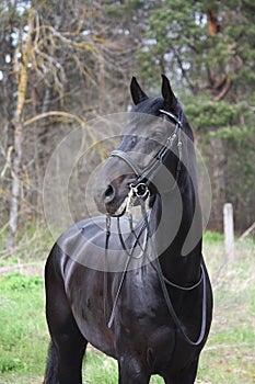 Portrait of black sport horse with bridle