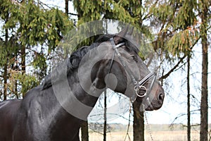 Portrait of black sport horse with bridle