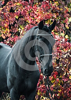 Portrait of a black sport horse stands in a beautiful autumn forest.