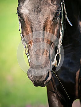 Portrait of black sportive horse close up