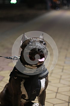 Portrait of a black staffer terrier dog.