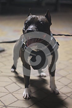 Portrait of a black staffer terrier dog.