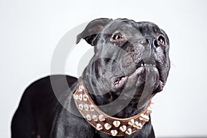 Portrait of black Staffordshire Bull Terrier dog with funny face expression on white background, looking up.