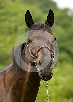 Portrait of black stallion.