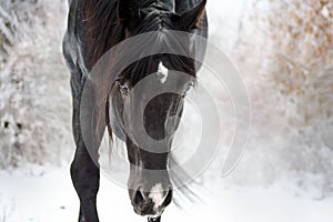 Portrait of a black stallion