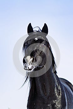 Portrait of a black stallion