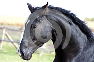 Portrait of a black stallion