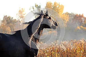 Portrait of black stallion