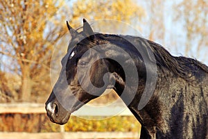 Portrait of black stallion