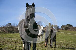 Portrait of black stallion with horses in background