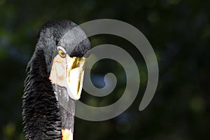 Portrait of a black stork