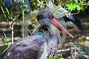 Portrait of a black stork in green